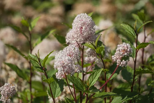 Ceanothus americanus. Common names include New Jersy tea, red root, mountain sweet and wild snowball.
